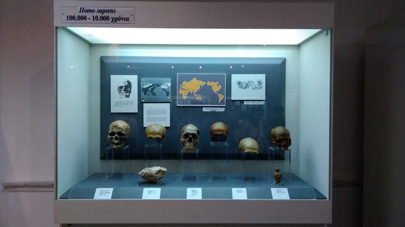 ΑΝΘΡΩΠΟΛΟΓΙΚΟ ΜΟΥΣΕΙΟ ΙΑΤΡΙΚΗΣ ΣΧΟΛΗΣ : Άποψη από τα εκθέματα του Μουσείου.